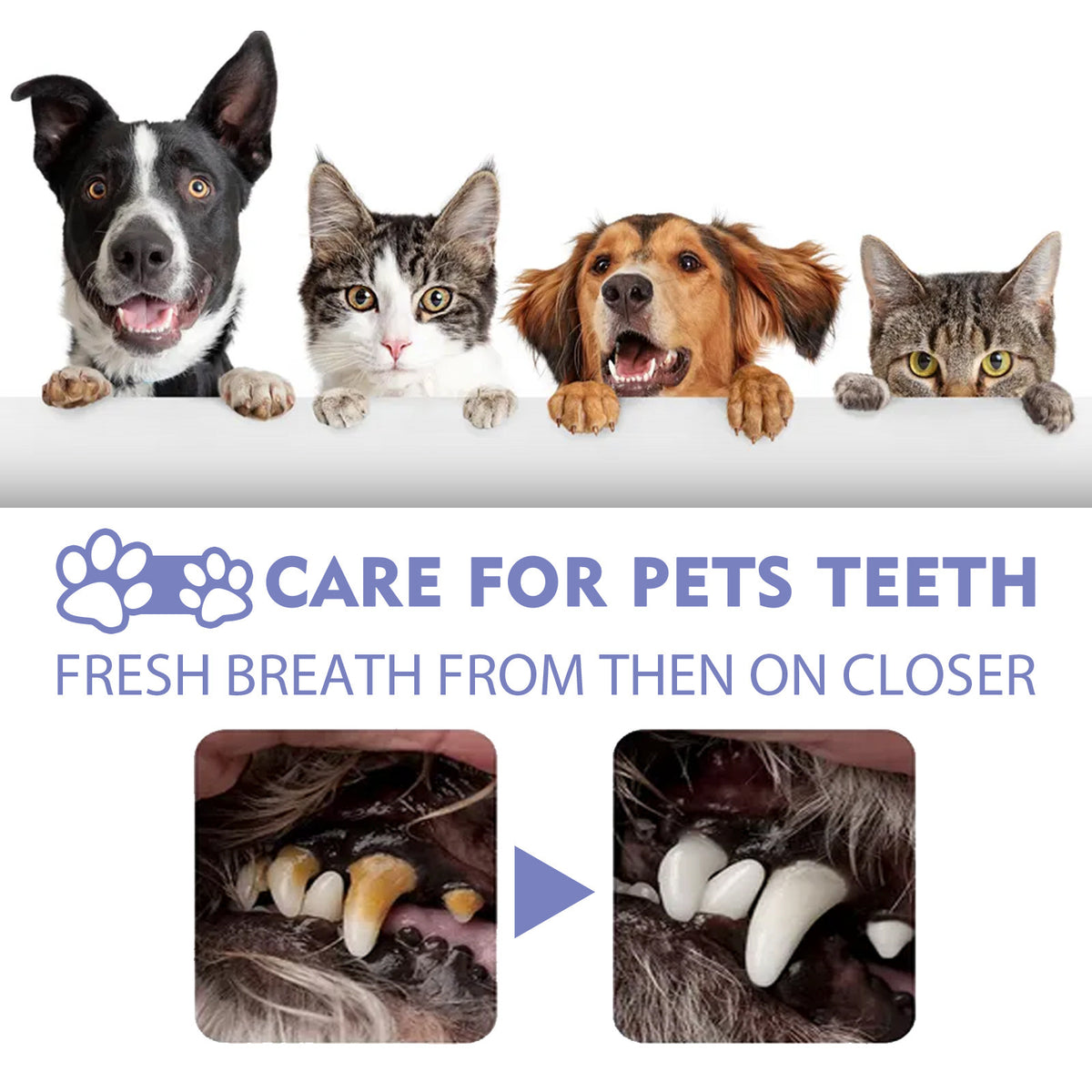 Yegbong cat and dog teeth cleaning spray
